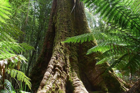 Mt Field National Park Active Day-Trip Including Bonorong And Mt Wellington - Attractions Brisbane 11