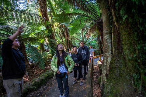 Mt Field National Park Active Day-Trip Including Bonorong And Mt Wellington - Attractions Brisbane 5
