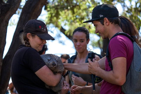Mt Field National Park Active Day-Trip Including Bonorong And Mt Wellington - Attractions Brisbane 13