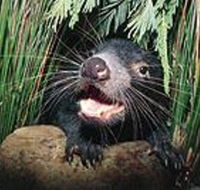 Hobart Shore Excursion Half Day Bonorong Wildlife Park with Richmond Tour - Attractions Brisbane