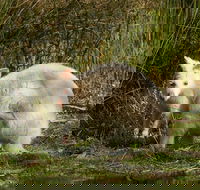 Bruny Island premium private photo-oriented day tour from Hobart - Attractions Brisbane