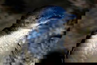 Bonnet Island Experience departing from Strahan