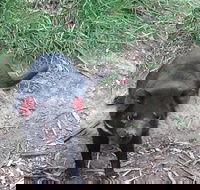 South East Food Sightseeing Private Tour with the Tasmanian Devil Unzoo - Attractions Brisbane