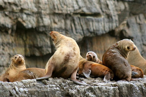 Day Trip To Tasman Peninsula And Port Arthur Historic Site From Hobart - Attractions Brisbane 14