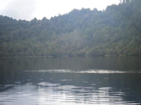 Gordon River Cruise Departing From Strahan - Attractions Brisbane 23
