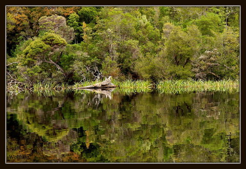 Gordon River Cruise Departing From Strahan - Attractions Brisbane 12