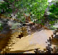 Wilderness and Wildlife - Attractions Brisbane
