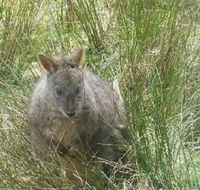 Leven Canyon Day Trip Including Wings Wildlife Park or Gunns Plains Caves from Devonport Ulverstone or Burnie - Attractions Brisbane