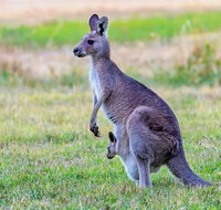 Bonorong Wildlife Park Richmond Village Hobart Highlights - Attractions Brisbane