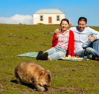 Wineglass Bay And Maria Island Wildlife Scenic Flight From Hobart - Attractions Brisbane