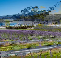 Private Tasman Peninsula Cruise Ship Tour from Port Arthur - Attractions Brisbane