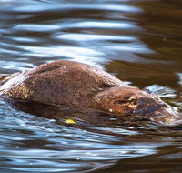 Wild-Platypus 2 hour wildlife tour - Attractions Brisbane