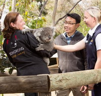 3 of Hobart's best experiences in one day - Mt Wellington Richmond and Bonorong - Attractions Brisbane