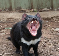 ZOODOO ZOO tour meet the famous Tasmanian Devil cuddle a kangaroo feed a lion - Attractions Brisbane