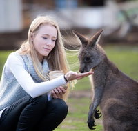 Guided Shore Excursion Hobart City Highlights Bonorong Wildlife  Richmond - Attractions Brisbane