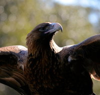 Wildlife day tour 4 Hours 195 per person - Attractions Brisbane