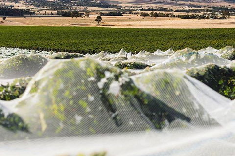 A Sommelier Guided Tour: Thursday Afternoon Wine Gin Cheese & Cocktails - Attractions Brisbane 5