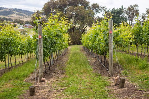 A Sommelier Guided Tour: Thursday Afternoon Wine Gin Cheese & Cocktails - Attractions Brisbane 3