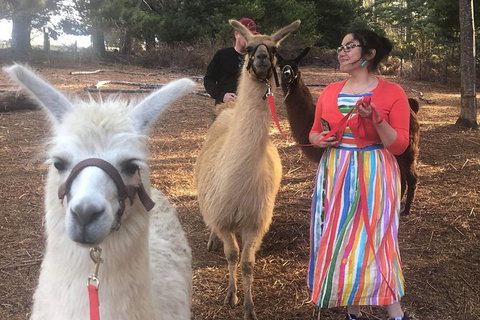 Unguided Family Llama Walk - Attractions Brisbane 1