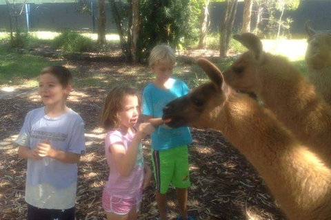 Unguided Family Llama Walk - Attractions Brisbane 0