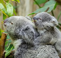 Hobart's best city nature wildlife and fine cuisine - Attractions Brisbane