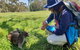 Mount Lofty Hike And Cleland Wildlife Park Day Trip From Adelaide - thumb 1