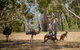 Mount Lofty Hike And Cleland Wildlife Park Day Trip From Adelaide - thumb 3