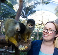 Adelaide Zoo Behind the Scenes Experience Squirrel Monkey Feeding - Attractions Brisbane