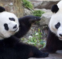 Adelaide Zoo Behind the Scenes Experience Exclusive Giant Panda Experience - Attractions Brisbane