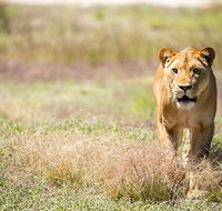 Lions at Bedtime and a day at Monarto Safari Park - Attractions Brisbane