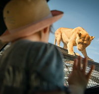 Lions 360 Experience and a Day at Monarto Safari Park - Attractions Brisbane