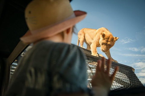 Lions 360 Experience And A Day At Monarto Safari Park - Attractions Brisbane 0