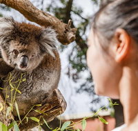 Adelaide Zoo Behind the Scenes Experience Koala Encounter - Attractions Brisbane