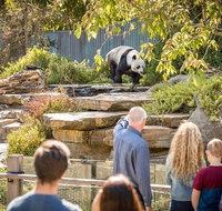 Adelaide Zoo Behind the Scenes Experience Panda and Friends Tour - Attractions Brisbane
