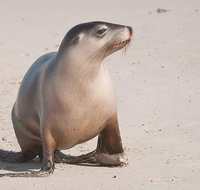 2-Day Kangaroo Island 4WD Small-Group Tour from Adelaide - Attractions Brisbane