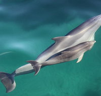 Dolphin Cruise from Adelaide with Optional Dolphin Swim - Attractions Brisbane