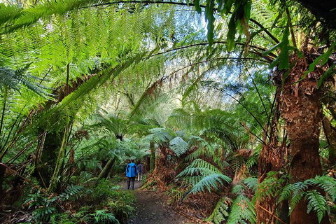 3-Day Adelaide To Melbourne Tour Including The Great Ocean Road - Attractions Brisbane 6