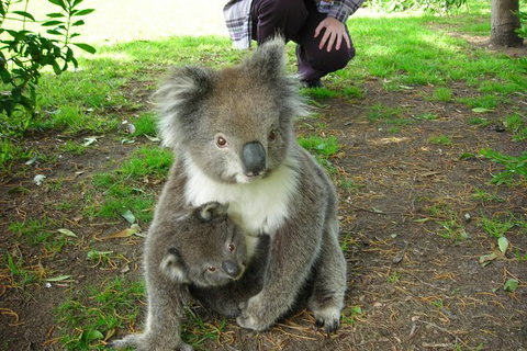 3-Day Adelaide To Melbourne Tour Including The Great Ocean Road - Attractions Brisbane 8