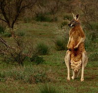 Flinders Ranges  Outback  3 Day Small Group Eco Safari - Attractions Brisbane