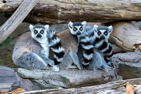 Adelaide Zoo Behind The Scenes Experience: Lemur Feeding - Attractions Brisbane 1