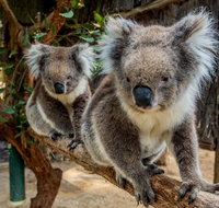 Cleland Wildlife Park Tour from Adelaide including Mount Lofty Summit - Attractions Brisbane