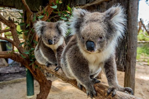 Cleland Wildlife Park Tour From Adelaide Including Mount Lofty Summit - Attractions Brisbane 0