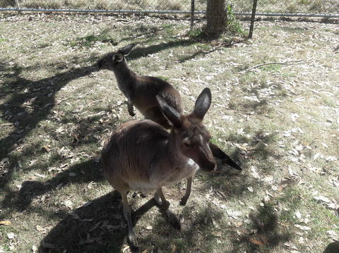 Cleland Wildlife Park Tour From Adelaide Including Mount Lofty Summit - Attractions Brisbane 3