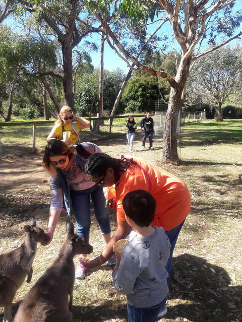 Cleland Wildlife Park Tour From Adelaide Including Mount Lofty Summit - Attractions Brisbane 2