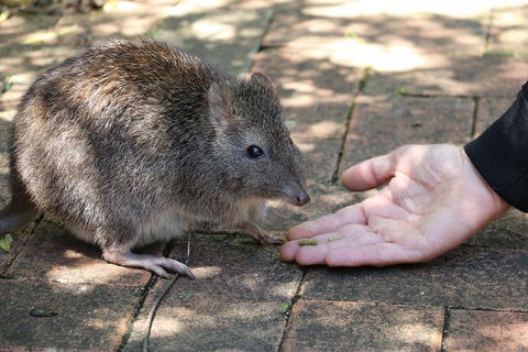Cleland Wildlife Park Tour From Adelaide Including Mount Lofty Summit - Attractions Brisbane 8