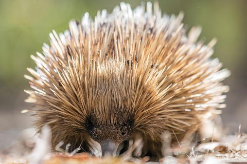 Cleland Wildlife Park Tour From Adelaide Including Mount Lofty Summit - Attractions Brisbane 10