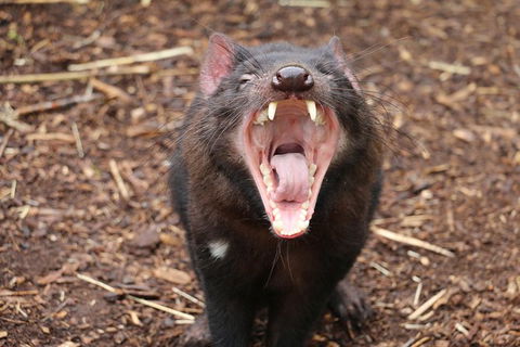 Cleland Wildlife Park Tour From Adelaide Including Mount Lofty Summit - Attractions Brisbane 6