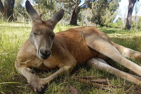 Cleland Wildlife Park Tour From Adelaide Including Mount Lofty Summit - Attractions Brisbane 12