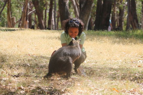 Cleland Wildlife Park Tour From Adelaide Including Mount Lofty Summit - Attractions Brisbane 7