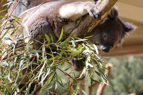 Cleland Wildlife Park Tour From Adelaide Including Mount Lofty Summit - Attractions Brisbane 9